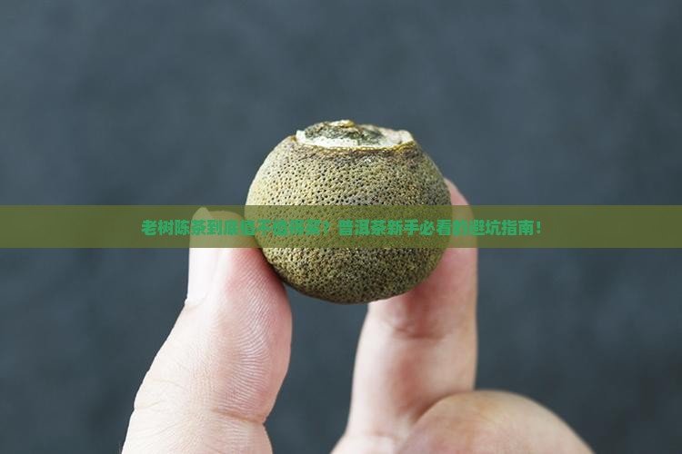 老树陈茶普洱茶