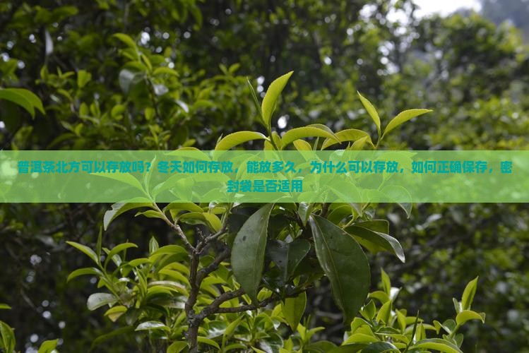 普洱茶北方可以存放吗