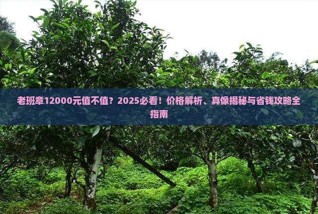 老班章12000元