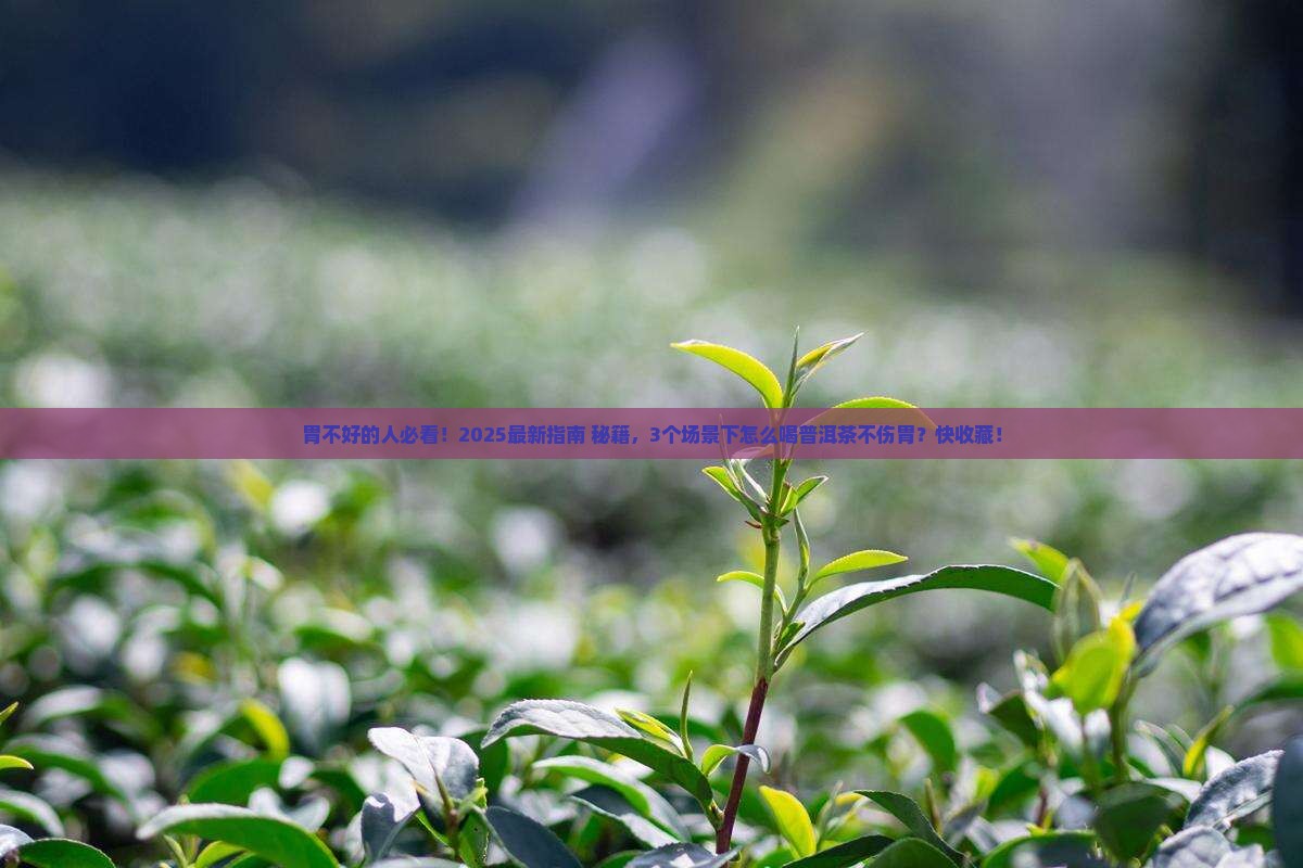 胃不好怎么喝普洱茶