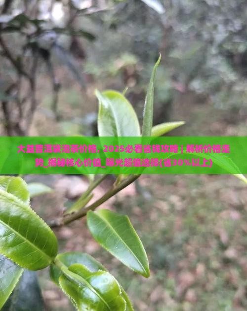 大益普洱袋泡茶价格