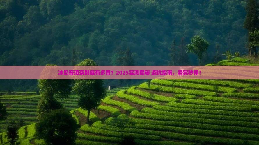 如何介绍冰岛普洱茶