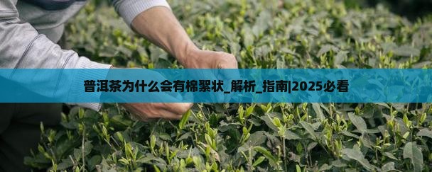 普洱茶为什么会有棉絮状