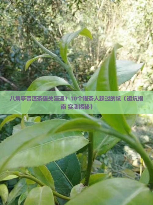 八角亭普洱茶雄关漫道点评