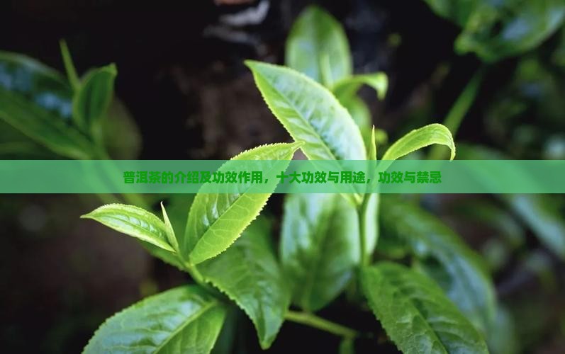 普洱茶的介绍及功效作用