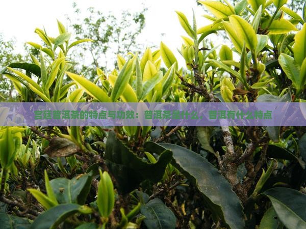 宫廷普洱茶的特点与功效