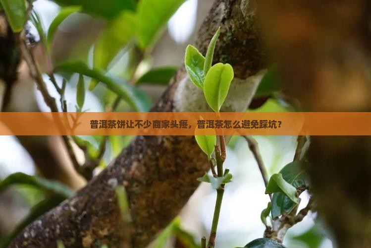 普洱茶饼坑了不少商家怎么办