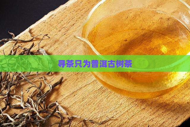 寻茶只做古树普洱茶