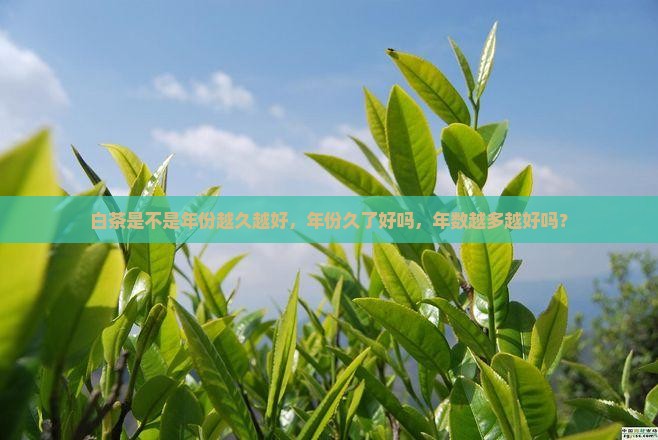 白茶是不是年份越久越好