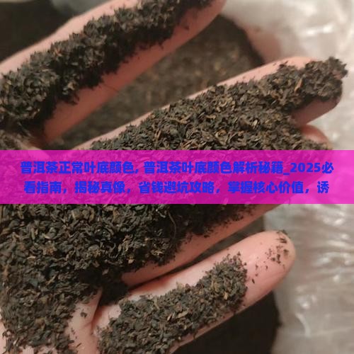 普洱茶正常叶底颜色