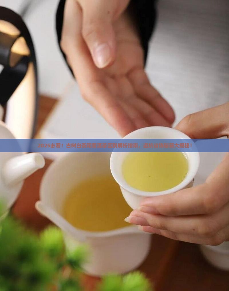 古树白茶和普洱茶区别