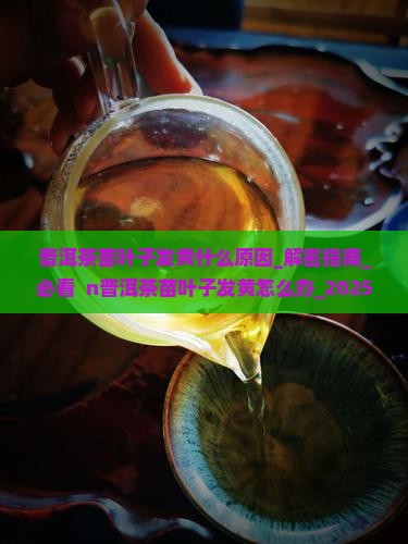 普洱茶苗叶子发黄什么原因 普洱茶苗叶子发黄什么原因
