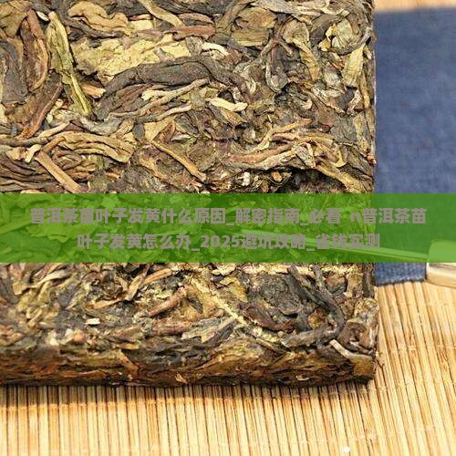 普洱茶苗叶子发黄什么原因 普洱茶苗叶子发黄什么原因