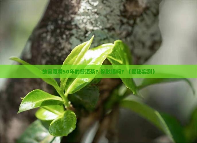故宫的最老普洱茶介绍