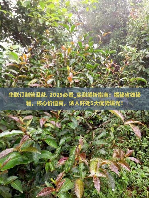 华联订制普洱茶
