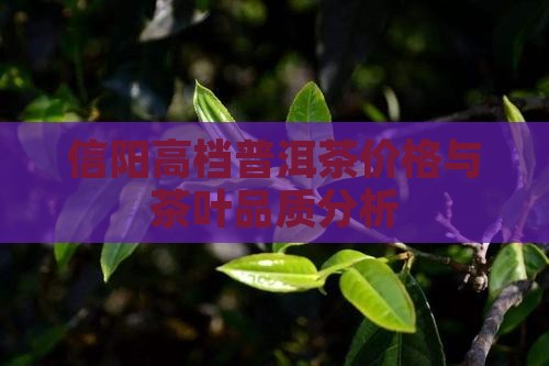 信阳高档普洱茶