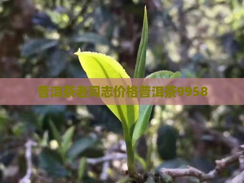 普洱茶9958
