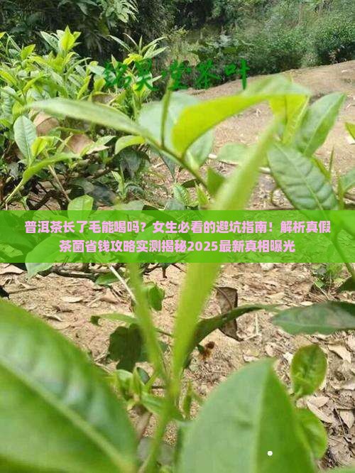 普洱茶长了毛可以喝吗女生