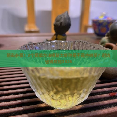 大叶种是古树茶吗