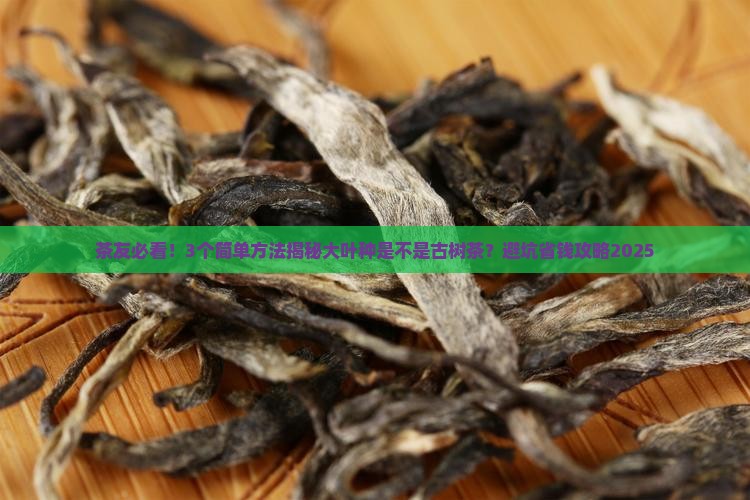 大叶种是古树茶吗