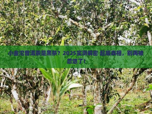 小金沱普洱茶是黑茶吗