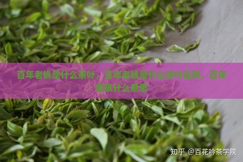 百年老枞是什么茶叶