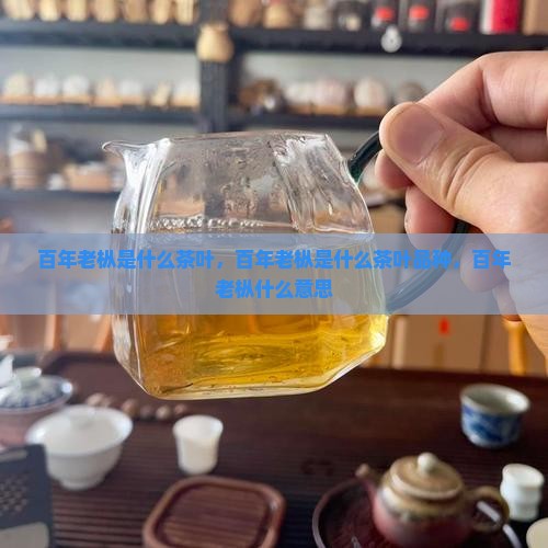 百年老枞是什么茶叶