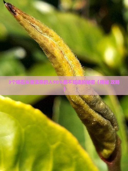 石头普洱茶的功效