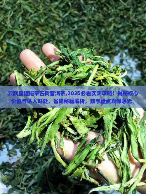云鼎皇罐班章古树普洱茶