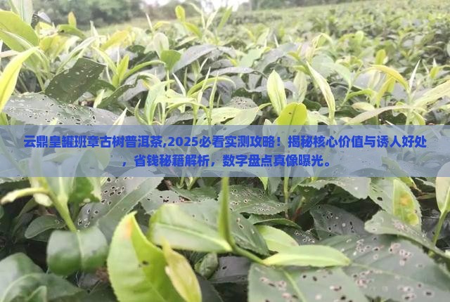 云鼎皇罐班章古树普洱茶