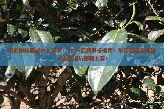 茶的嫩枝茎成什么形状