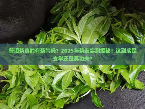 普洱茶有茶气足吗