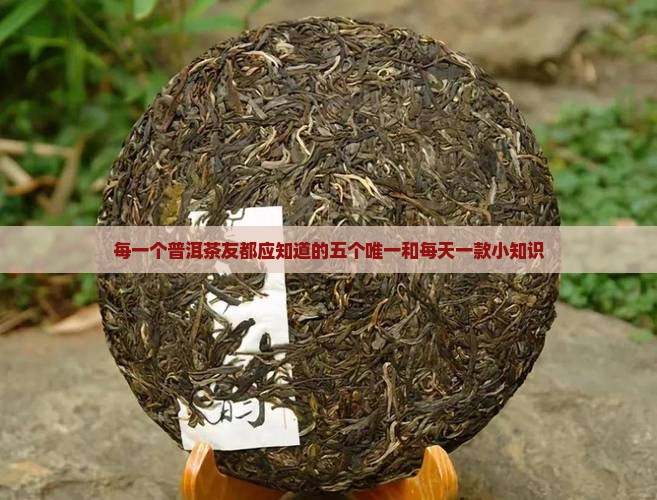 每一个普洱茶友
