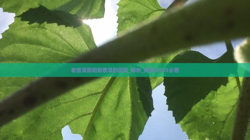 老普洱茶和新普洱的区别