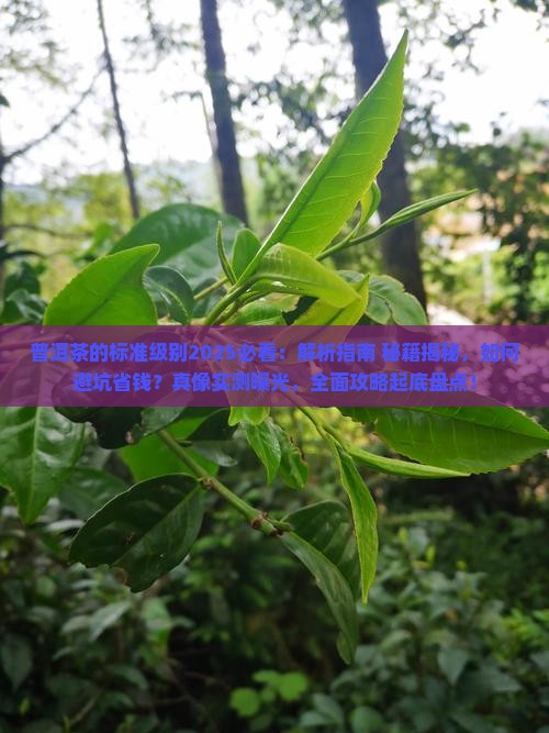 普洱茶的标准级别