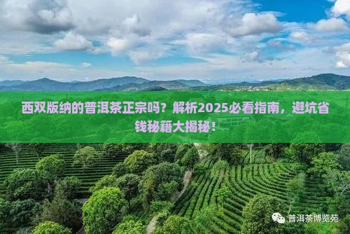 西双版纳的普洱茶正宗吗