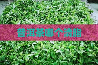 普洱茶哪个清脂