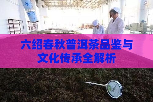 六绍春秋普洱茶