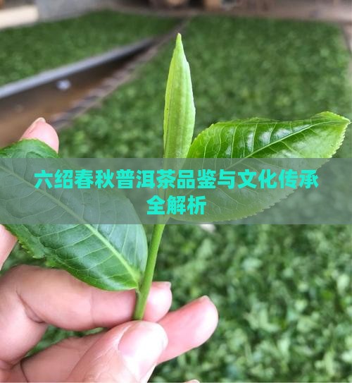 六绍春秋普洱茶