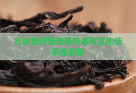 六绍春秋普洱茶