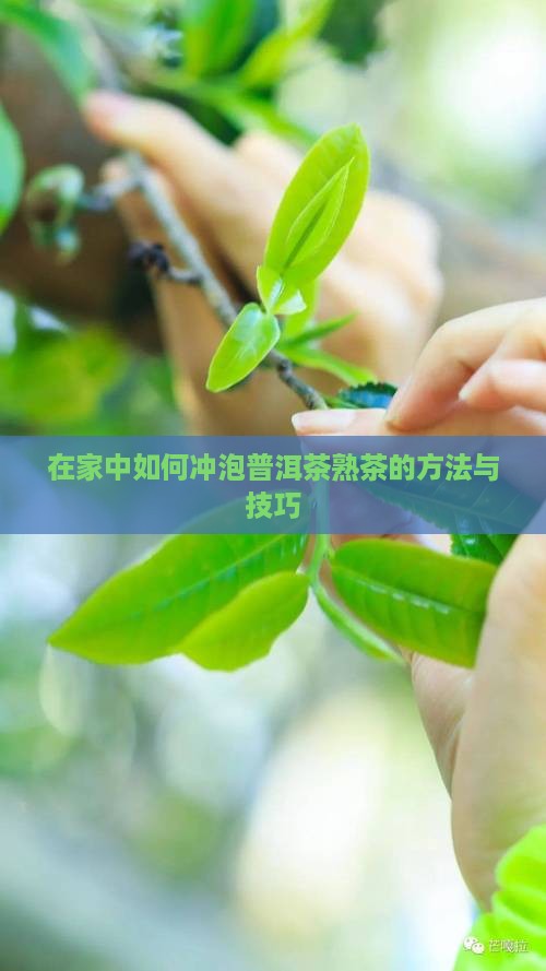 在家中如何冲泡普洱茶熟茶