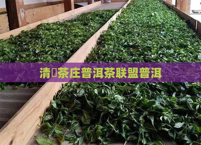 清玥茶庄普洱茶联盟