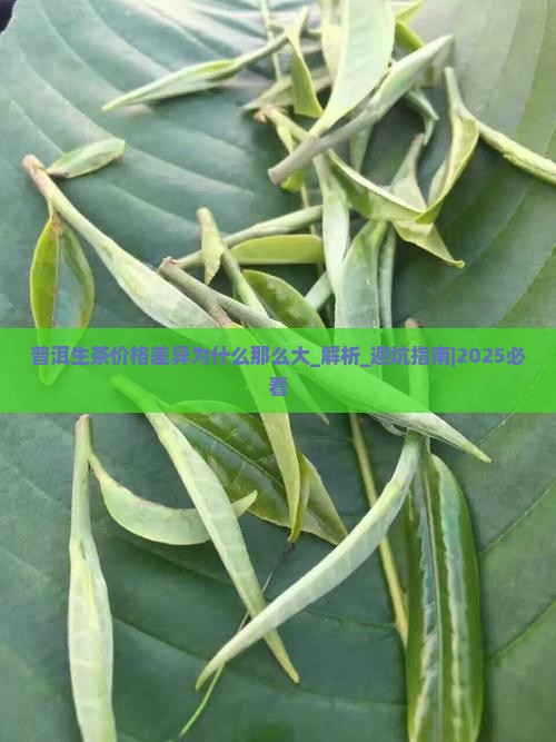 普洱生茶价格差异为什么那么大