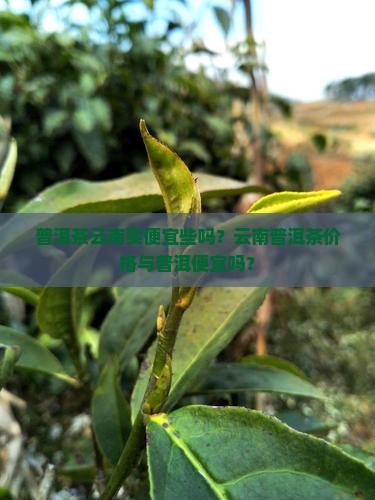 普洱茶云南买便宜些吗