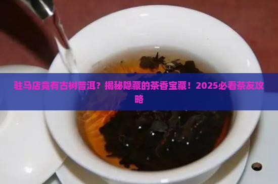 驻马店古树普洱茶