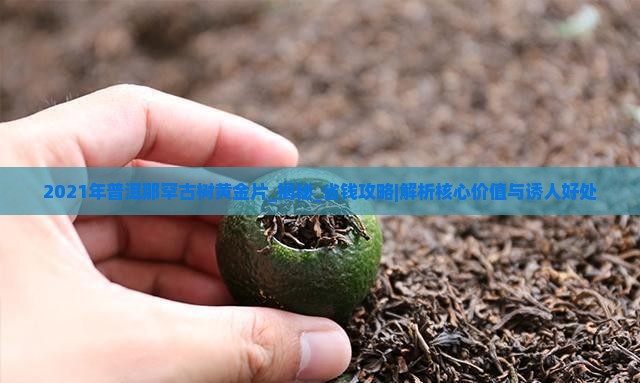 2021年普洱那罕古树黄金片