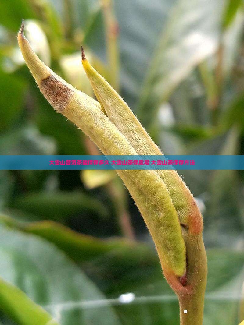 大雪山茶能保存多久