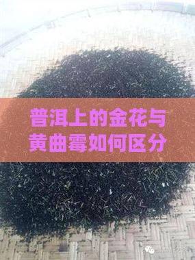 普洱上的金花和黄曲霉菌如何区分