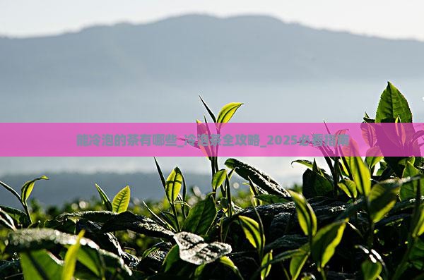 能冷泡的茶有哪些