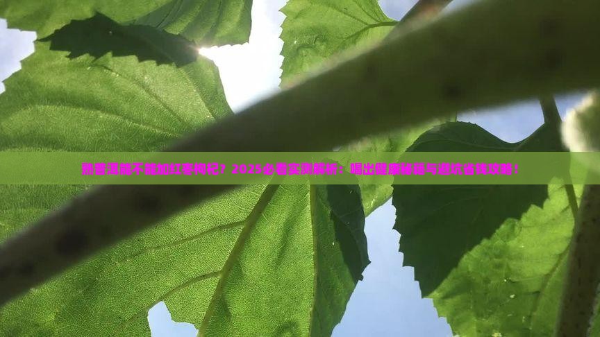 熟普洱能不能加红枣枸杞